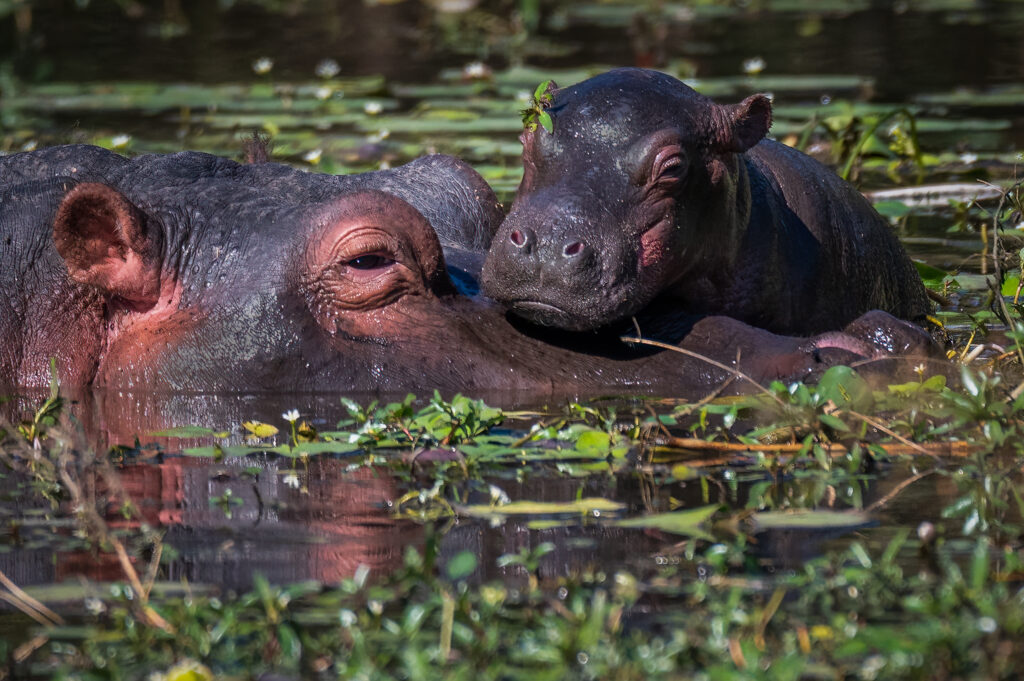 Nijlpaard moeder met baby