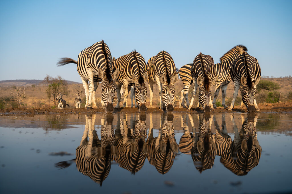 Zebra's aan het drinken